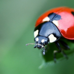 Andermatt Biocontrol AG